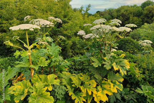 Hogweed is a poisonous and actively spreading plant on the ground.