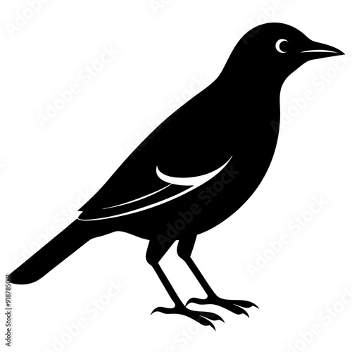 vector hand-drawn myna silhouette black vector illustration