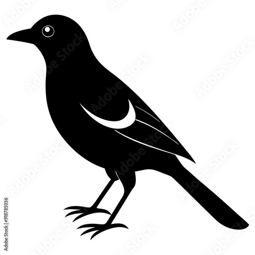 vector hand-drawn myna silhouette black vector illustration
