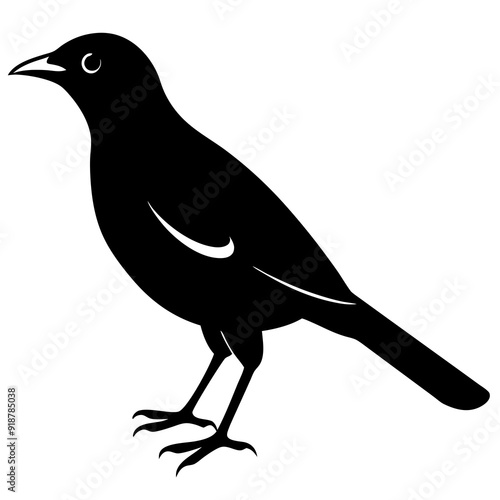 vector hand-drawn myna silhouette black vector illustration