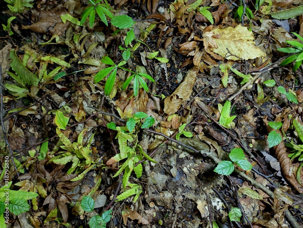 Forest background from fallen dry leaves and green plants that have grown through it. Natural backgrounds and forest floor.