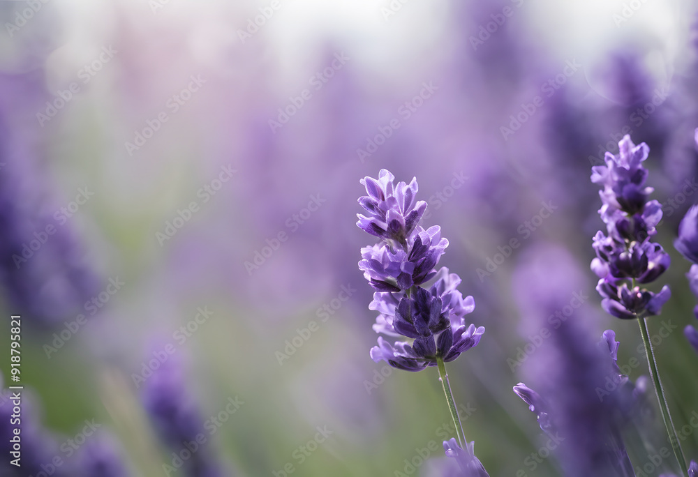Naklejka premium A close-up view of blooming lavender flowers in a field, with soft sunlight illuminating the purple petals. The background is softly blurred, creating a dreamy atmosphere.