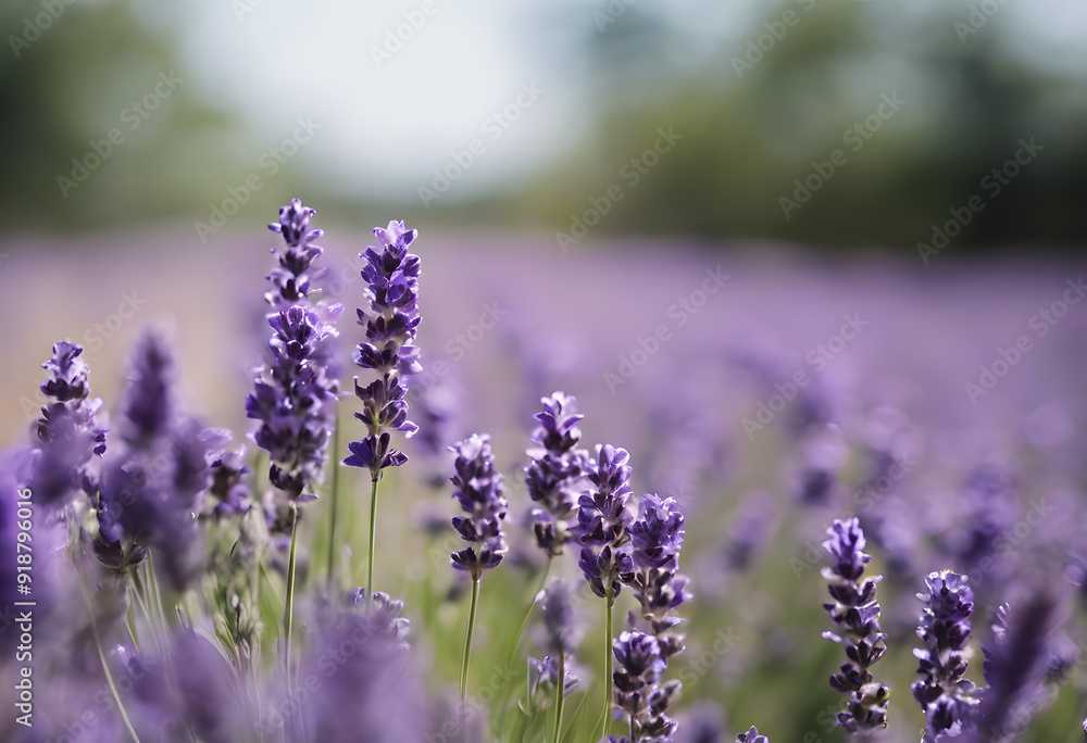 Naklejka premium A close-up view of blooming lavender flowers in a field, with soft sunlight illuminating the purple petals. The background is softly blurred, creating a dreamy atmosphere.