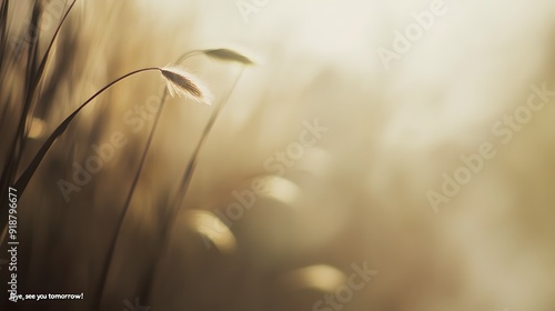 Ethereal, gossamer 