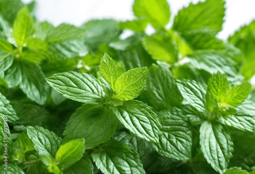 Fresh green mint leaves arranged on a white background, showcasing their vibrant color and texture. Fresh green mint leaves arranged on a white background, showcasing their vibrant color and texture.