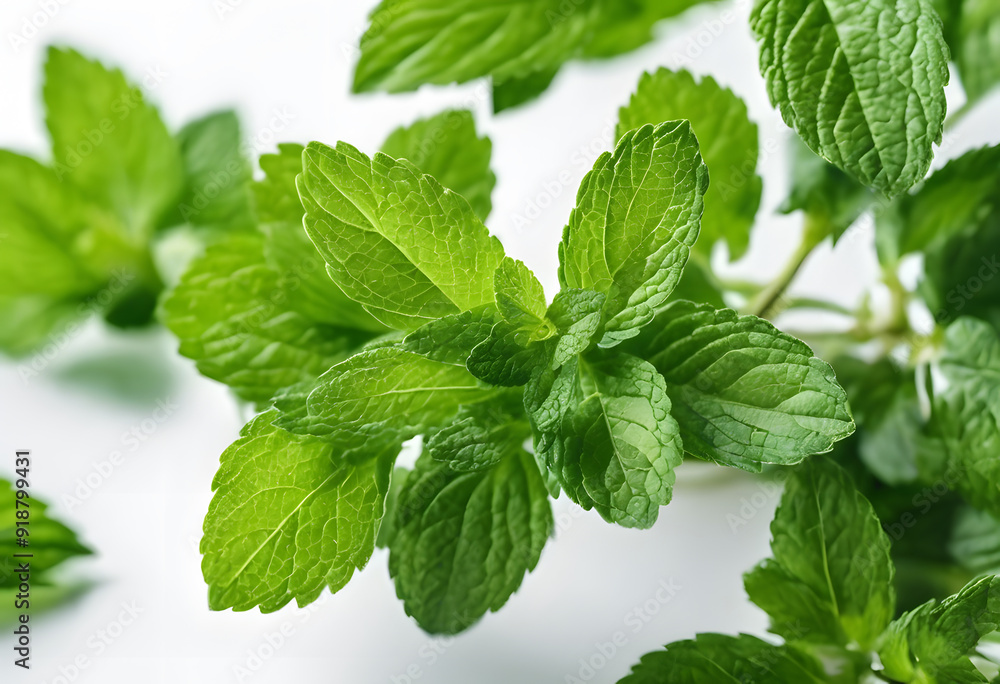 Fresh green mint leaves arranged on a white background, showcasing their vibrant color and texture. Fresh green mint leaves arranged on a white background, showcasing their vibrant color and texture.
