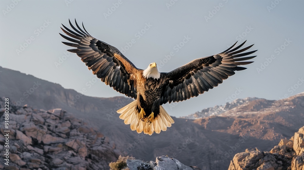 Fototapeta premium A majestic bald eagle soaring high above a rugged mountain range, its wings spread wide against a clear sky