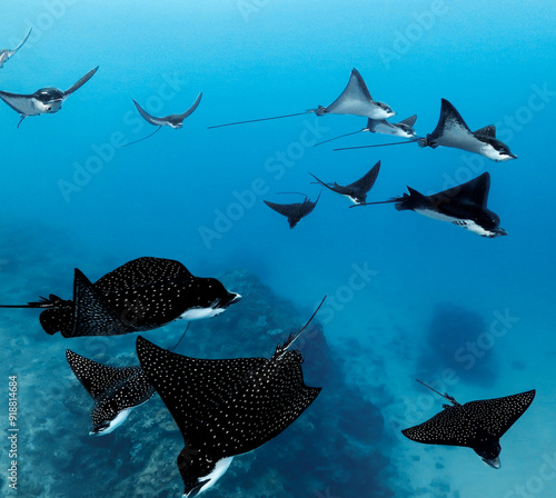 Inside a school of eagle rays while free diving in Tahiti, French polynesia