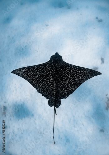 Single eagle ray over white sand in Moorea, French polynesia