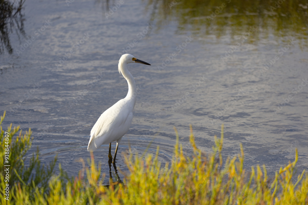 Egret Standing Gracefully by the Water in a Peaceful Marshland Egret Standing Gracefully by the Water in a Peaceful Marshland