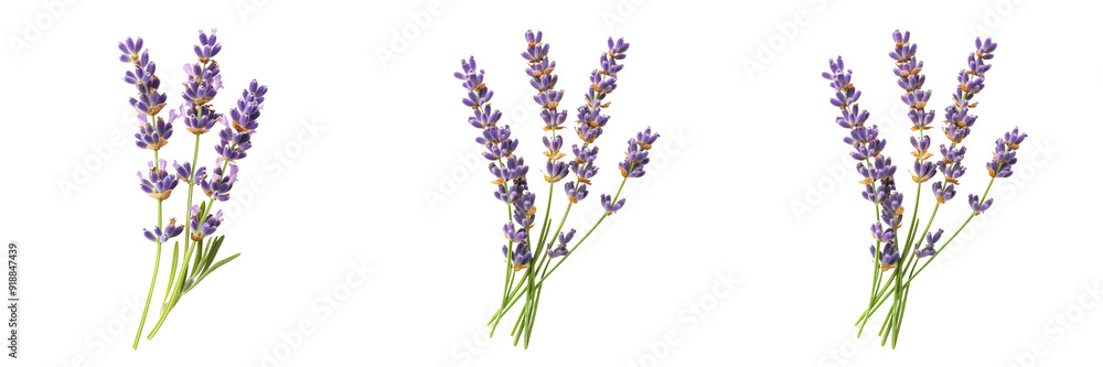 Set of A delicate bundle of lavender flowers laid out on a pristine isolated on transparent background Set of A delicate bundle of lavender flowers laid out on a pristine isolated on transparent background