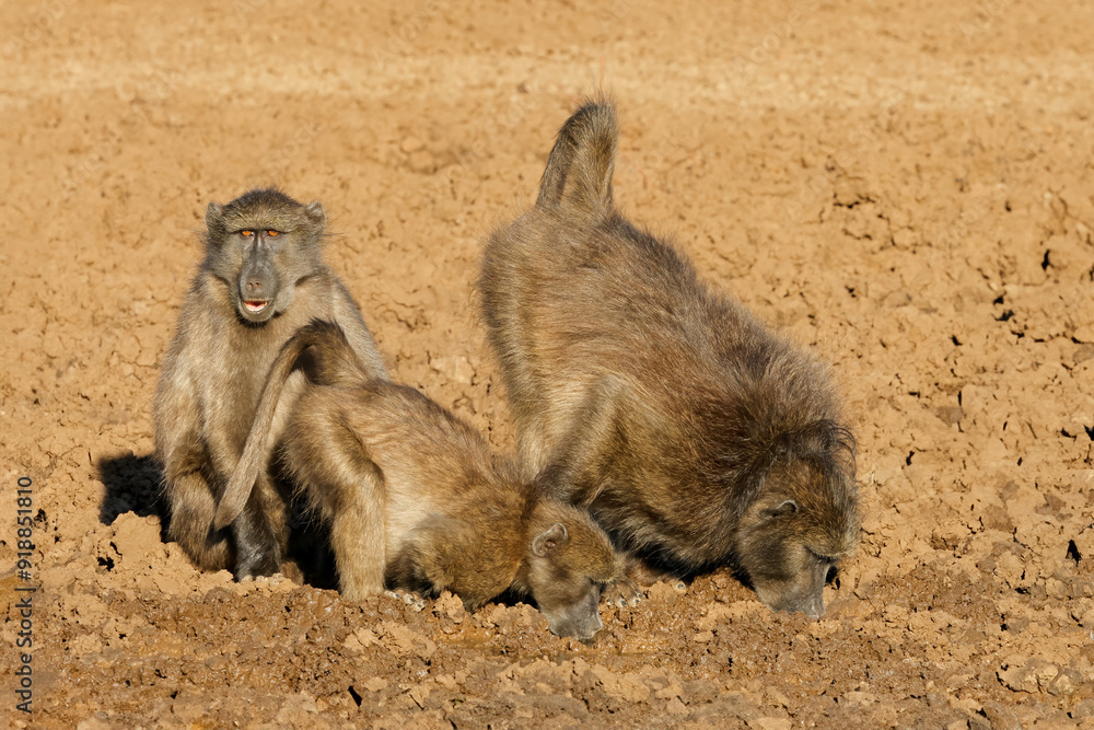 Chacma baboons (Papio ursinus) in natural habitat, Mokala National Park, South Africa. Chacma baboons (Papio ursinus) in natural habitat, Mokala National Park, South Africa.