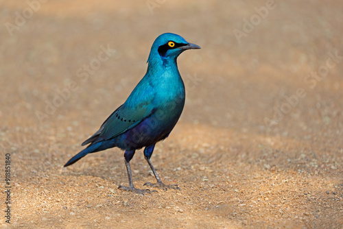 Alert greater blue-eared starlings (Lamprotornis chalybaeus), Kruger National Park, South Africa.