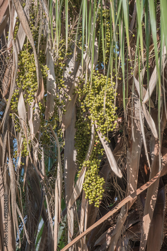 Raw fruits among palm tree branches