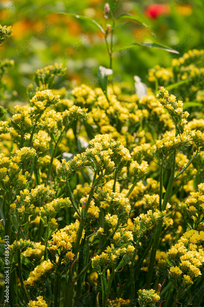 Limonium bonduellei in the garden Limonium bonduellei in the garden