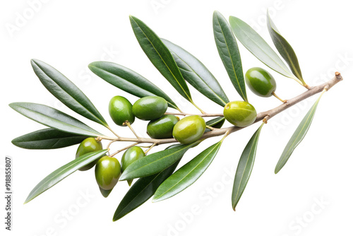 Branch of an olive tree has leaves isolated on a transparent background.