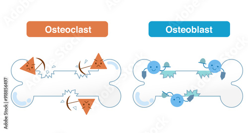 Mechanisms of bone resorption and bone formation by osteoclasts and osteoblasts. Bone Remodeling Cycle