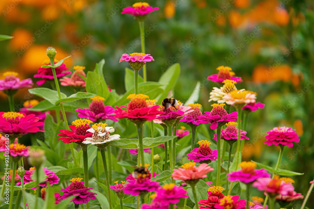 zinnai flowers in the garden zinnai flowers in the garden