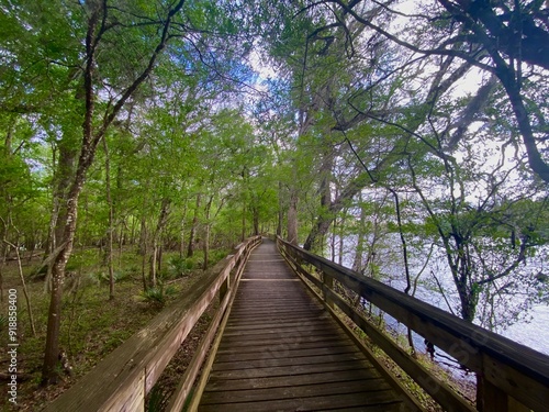 boardwalk in the forest