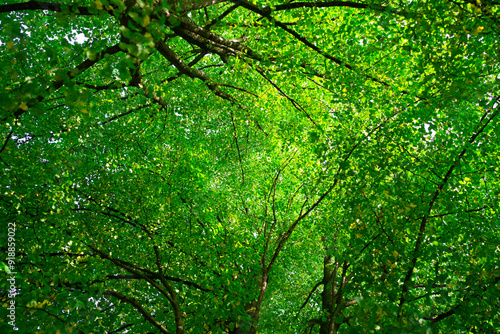 Green nature background. Summer spring background. Blurred green leaves background. Tree branch bokeh background. Leaf backdrop.