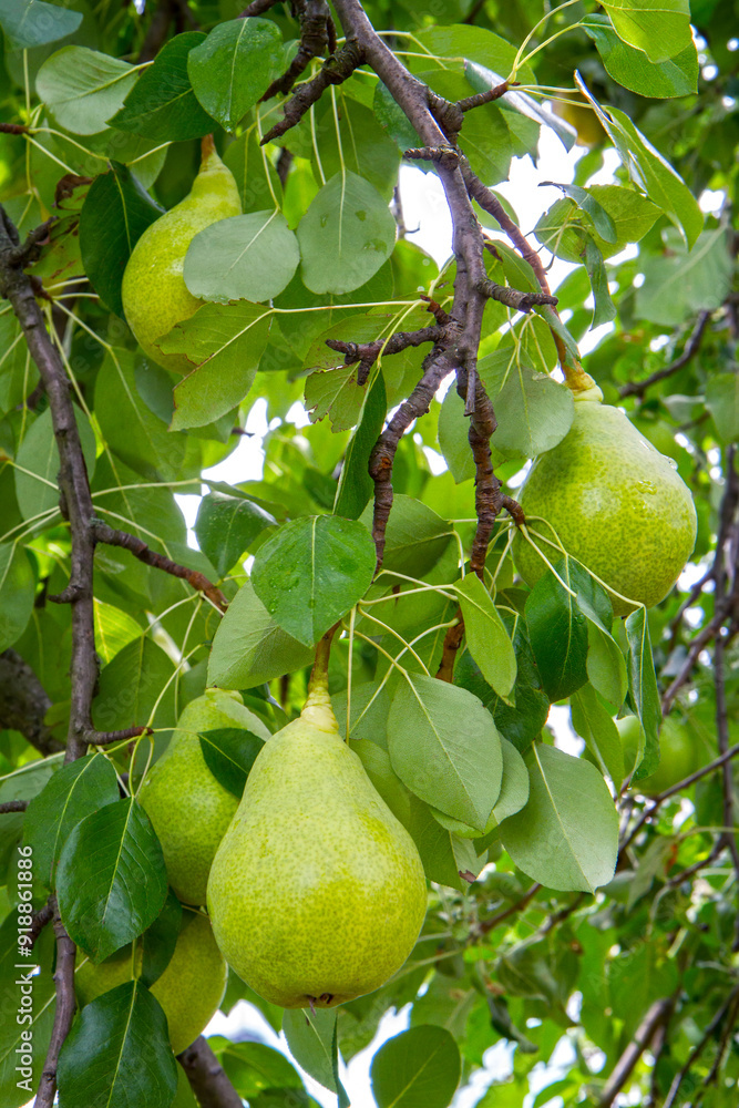 Natural organic pears on a branch in an orchard. Ripe yellow pears on the branches of the tree. Natural organic pears on a branch in an orchard. Ripe yellow pears on the branches of the tree.