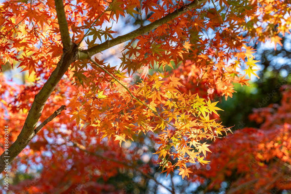 日本の秋の風景 紅葉 日本の秋の風景 紅葉