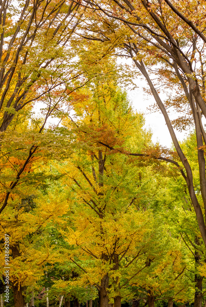 Fototapeta premium 日本の秋の風景 紅葉