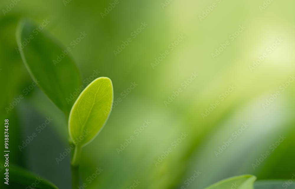 Closeup beautiful view of nature green leaf on greenery blurred background with sunlight and copy space. It is use for natural ecology summer background and fresh wallpaper concept. Closeup beautiful view of nature green leaf on greenery blurred background with sunlight and copy space. It is use for natural ecology summer background and fresh wallpaper concept.