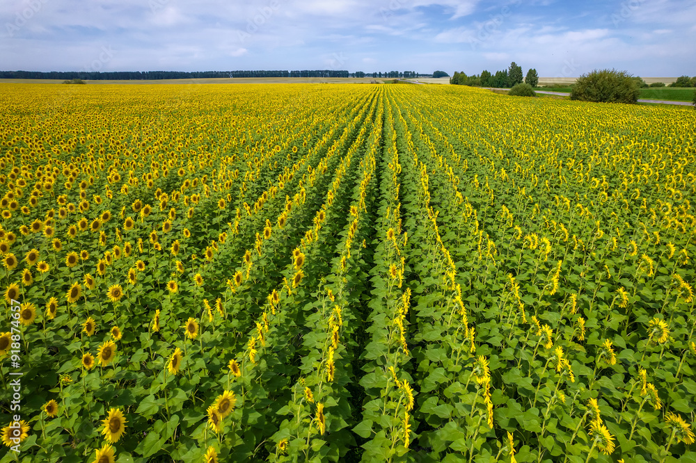 field sunflowers clouds aerial view field sunflowers clouds aerial view