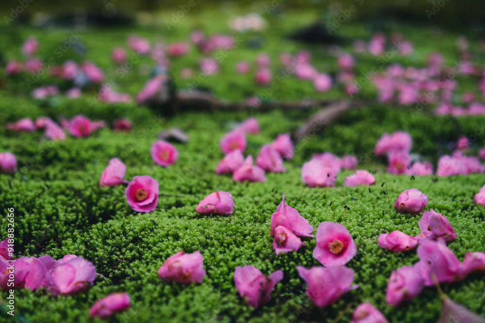 苔むした地面に落ちるピンクの椿 苔むした地面に落ちるピンクの椿