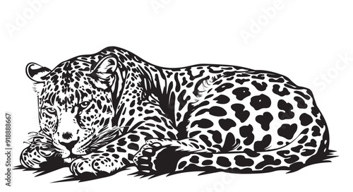 Animal illustration, lying leopard. black and white