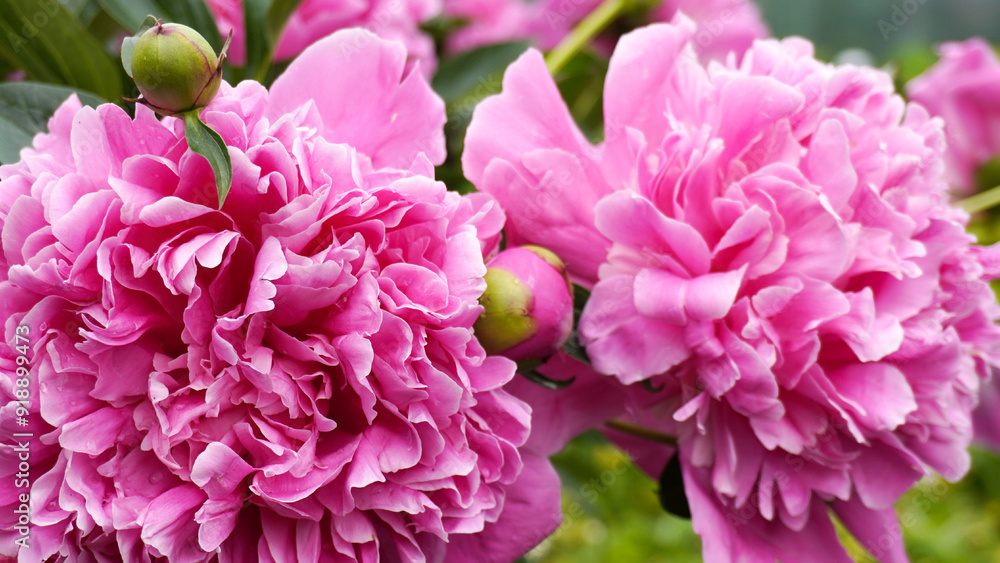 summer garden with peony bushes in full bloom. summer garden with peony bushes in full bloom.