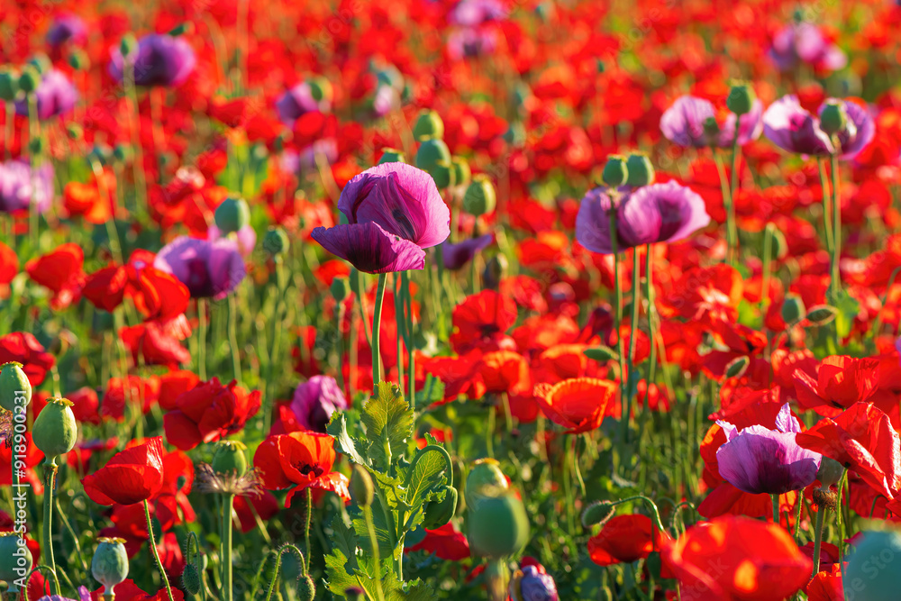 Fototapeta premium Red corn poppies growing as weed in cultivated Opium poppy (Papaver somniferum) field