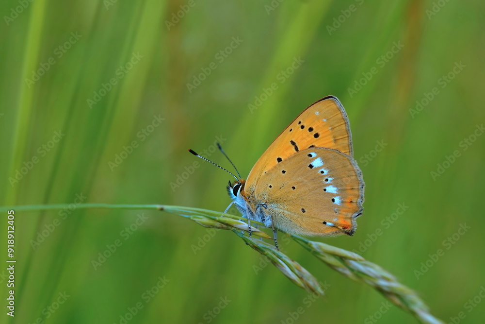 A Butterfly scarce copper sitting on grass blade. (Lycaena virgaureae) A Butterfly scarce copper sitting on grass blade. (Lycaena virgaureae)