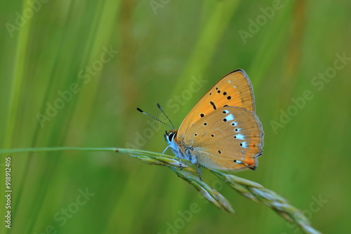Wallpaper Mural A Butterfly scarce copper sitting on grass blade. (Lycaena virgaureae) Torontodigital.ca
