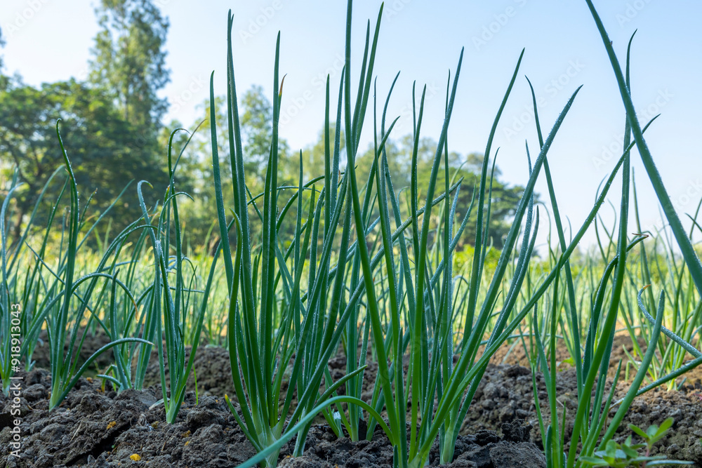 Obraz premium Beautiful Image of growing organic green onion in the vegetable garden