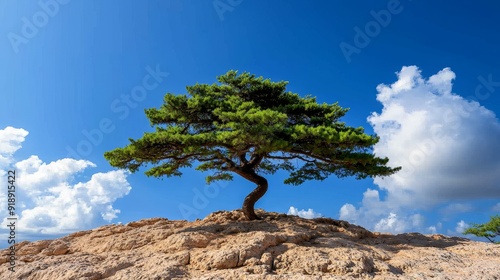 Ancient cedar of Lebanon, biblical tree, wide spread
