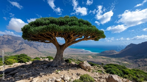 Dragon's blood tree forest, Socotra Island landscape photo