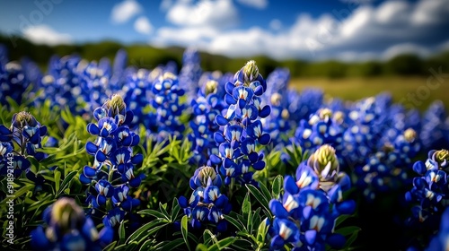 Field of bluebonnets in Texas Hill Country