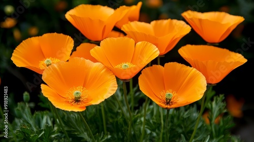 Field of bright orange California poppies in super bloom