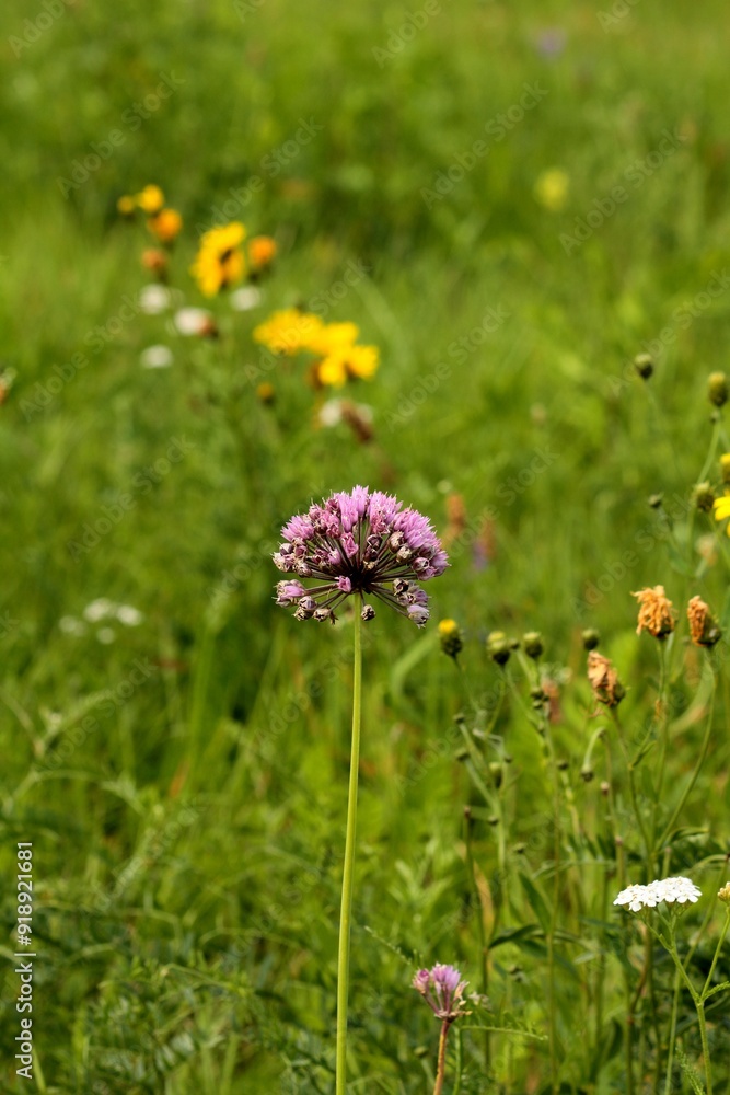 flowers in the meadow flowers in the meadow