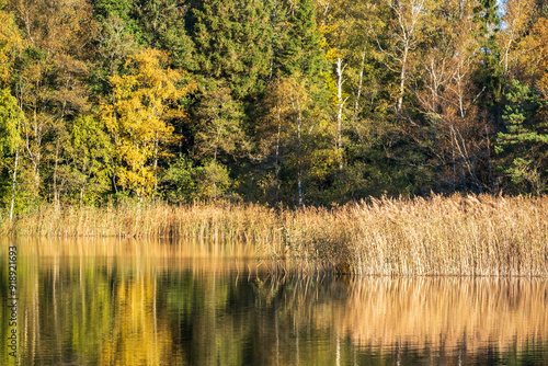 Reed bed by a forest lake in autumn