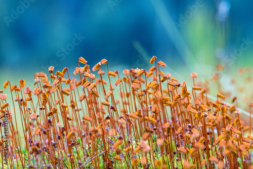 Beautiful Haircap moss growing on the forest floor photo