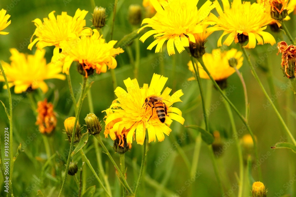 a bee collecting honey on yellow flowers in a meadow a bee collecting honey on yellow flowers in a meadow
