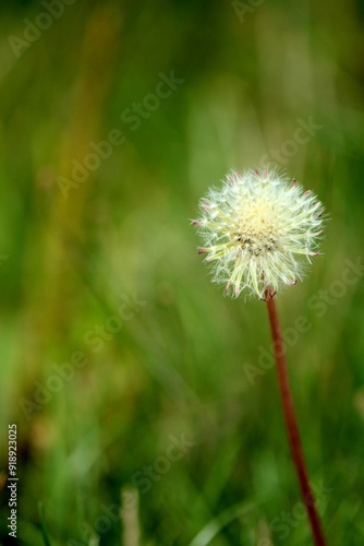 Wallpaper Mural dandelion against the background of green grass, meadow Torontodigital.ca