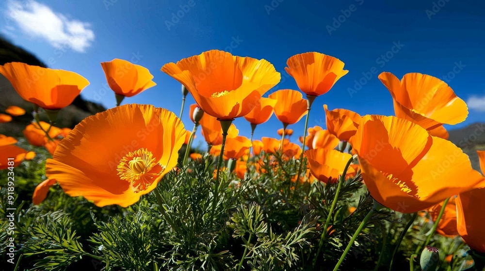 Obraz premium Hillside covered in bright orange California poppies