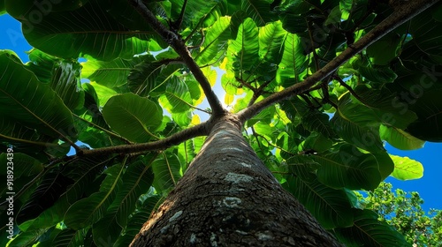 Giant strangler fig, host tree completely enveloped photo