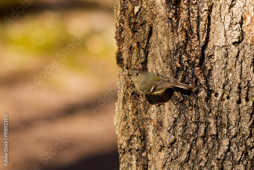 Ruby-crowned Kinglet. In the spring, woodpeckers make holes in a tree from which sweet sap flows.
Other birds also fly to these places, drinking this sweet sap photo