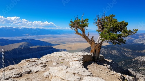Methuselah, oldest individual tree, Great Basin bristlecone pine