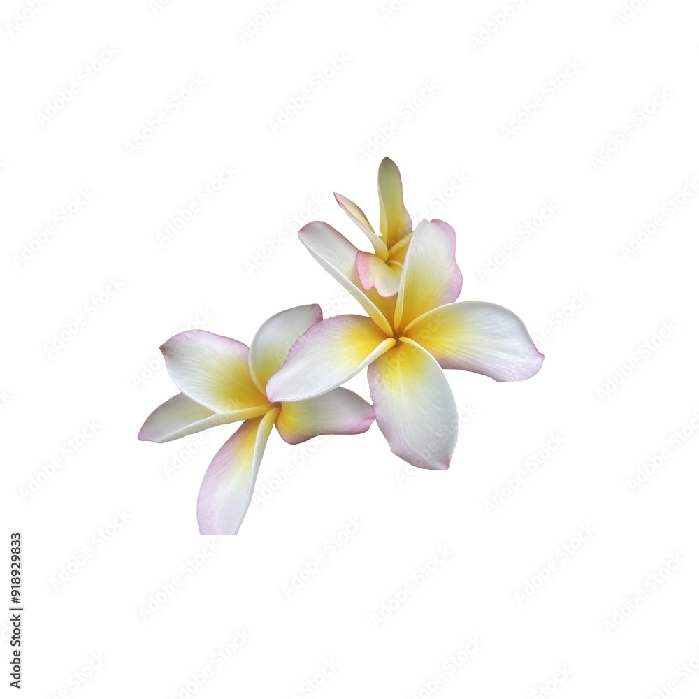 Fototapeta premium frangipani flower
